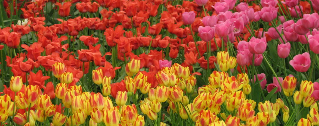 multicolored tulips